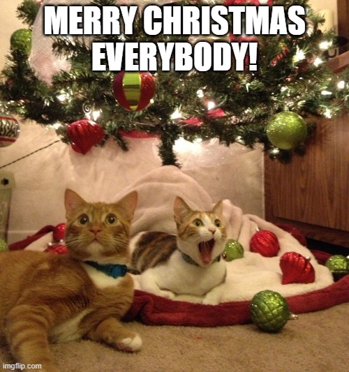 Christmas Cats | MERRY CHRISTMAS EVERYBODY! | image tagged in christmas cats | made w/ Imgflip meme maker