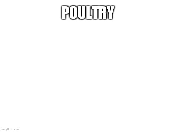 Blank White Template | POULTRY | image tagged in blank white template | made w/ Imgflip meme maker