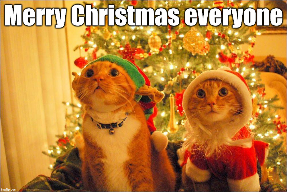 Merry Christmas everyone | image tagged in cats | made w/ Imgflip meme maker