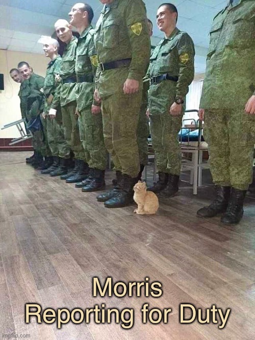 The Cat Has More Military Bearing Than the Humans | Morris Reporting for Duty | image tagged in funny memes,funny cat memes,funny,cats,morris the cat | made w/ Imgflip meme maker