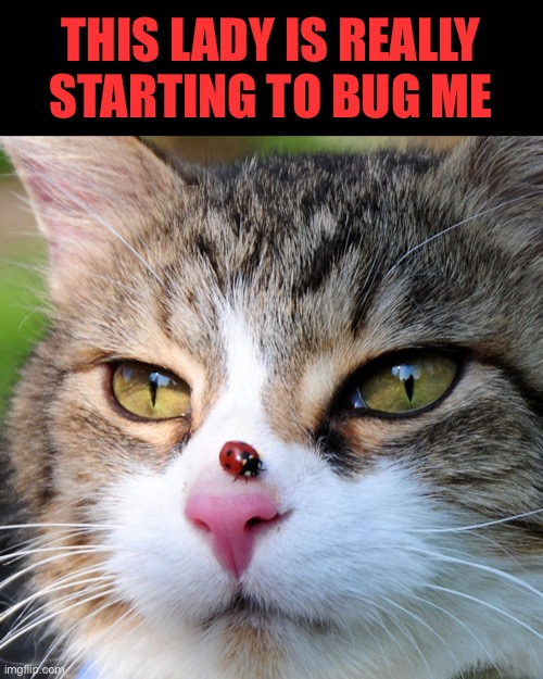 Ladybug | THIS LADY IS REALLY STARTING TO BUG ME | image tagged in eyeroll,funny cat memes,bad puns,funny memes | made w/ Imgflip meme maker