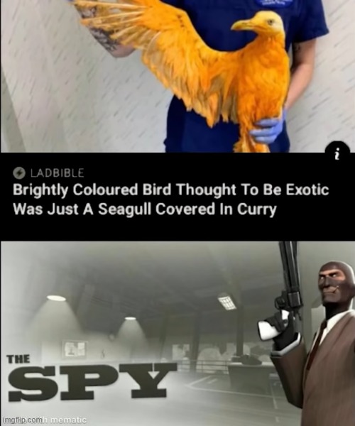 How | image tagged in spy,memes,seagull,curry,news | made w/ Imgflip meme maker