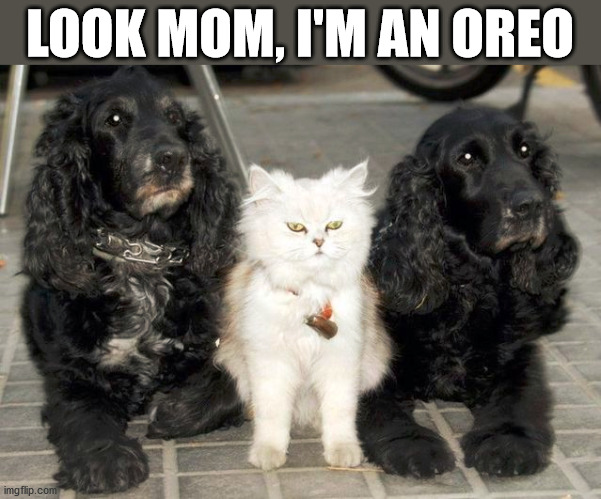 LOOK MOM, I'M AN OREO | image tagged in cats | made w/ Imgflip meme maker