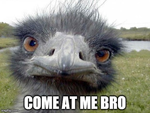 Ostrich- COME @ ME BRO | image tagged in ostrich,funny,animals,come at me bro | made w/ Imgflip meme maker