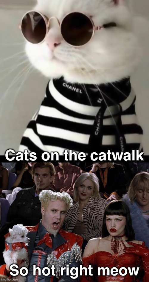 I’m A Model,You Know What I Mean | Cats on the catwalk; So hot right meow | image tagged in memes,mugatu so hot right now,funny cat memes,funny,cats | made w/ Imgflip meme maker