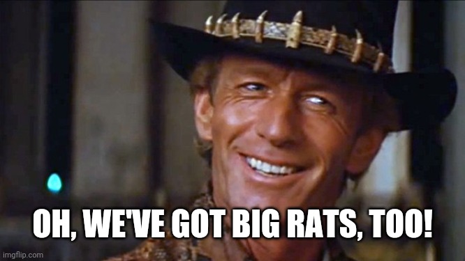 Crocodile Dundee | OH, WE'VE GOT BIG RATS, TOO! | image tagged in crocodile dundee | made w/ Imgflip meme maker