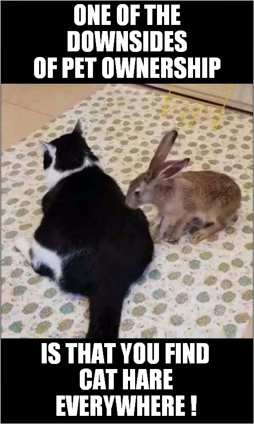 Cat Hair Problem ? |  ONE OF THE DOWNSIDES OF PET OWNERSHIP; CAT HARE EVERYWHERE ! IS THAT YOU FIND | image tagged in cats,hair,hare,bad puns | made w/ Imgflip meme maker