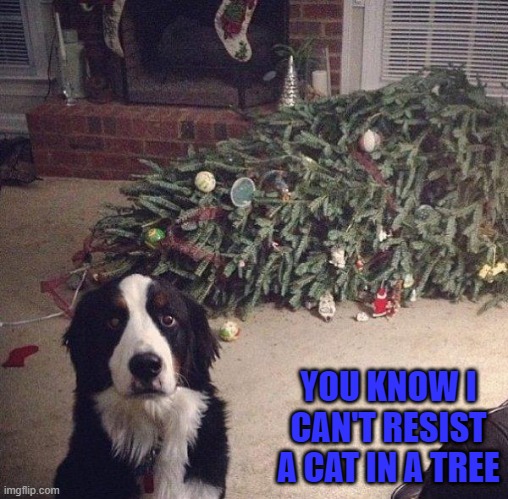 Gotz to getz the katz!!! | YOU KNOW I CAN'T RESIST A CAT IN A TREE | image tagged in dog christmas tree,memes,dogs,animals,christmas,christmas tree | made w/ Imgflip meme maker