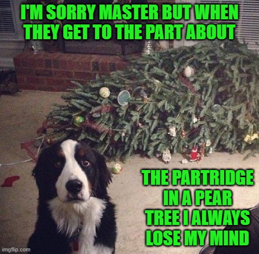 Those damn Christmas Carolers... | I'M SORRY MASTER BUT WHEN THEY GET TO THE PART ABOUT; THE PARTRIDGE IN A PEAR TREE I ALWAYS LOSE MY MIND | image tagged in dog christmas tree,memes,christmas carols,funny,dogs,christmas | made w/ Imgflip meme maker
