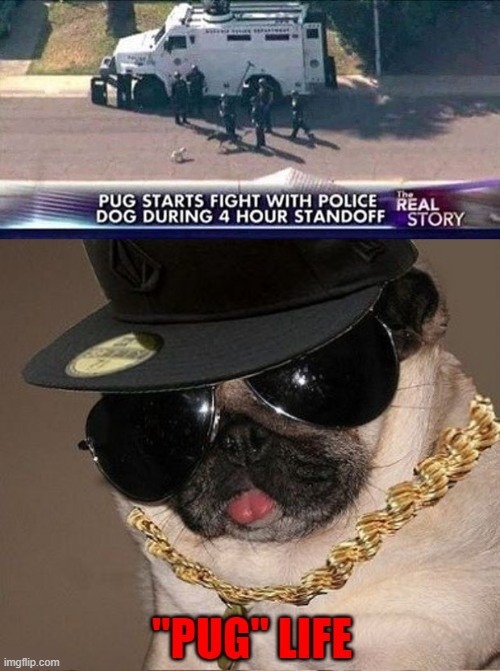 I'm Gangsta!!! | image tagged in pug life,dogs,gangsta | made w/ Imgflip meme maker