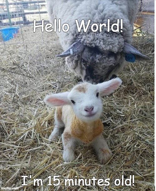 Hello world! | Hello World! I'm 15 minutes old! | image tagged in cute animals | made w/ Imgflip meme maker