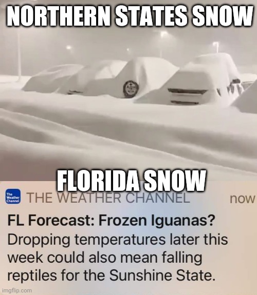 Florida's "Snow" | NORTHERN STATES SNOW; FLORIDA SNOW | image tagged in meanwhile in florida | made w/ Imgflip meme maker