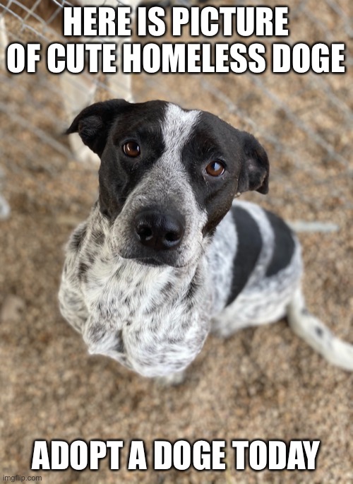 Pls adopt a dog it means so much to me and to them | HERE IS PICTURE OF CUTE HOMELESS DOGE; ADOPT A DOGE TODAY | image tagged in doge | made w/ Imgflip meme maker