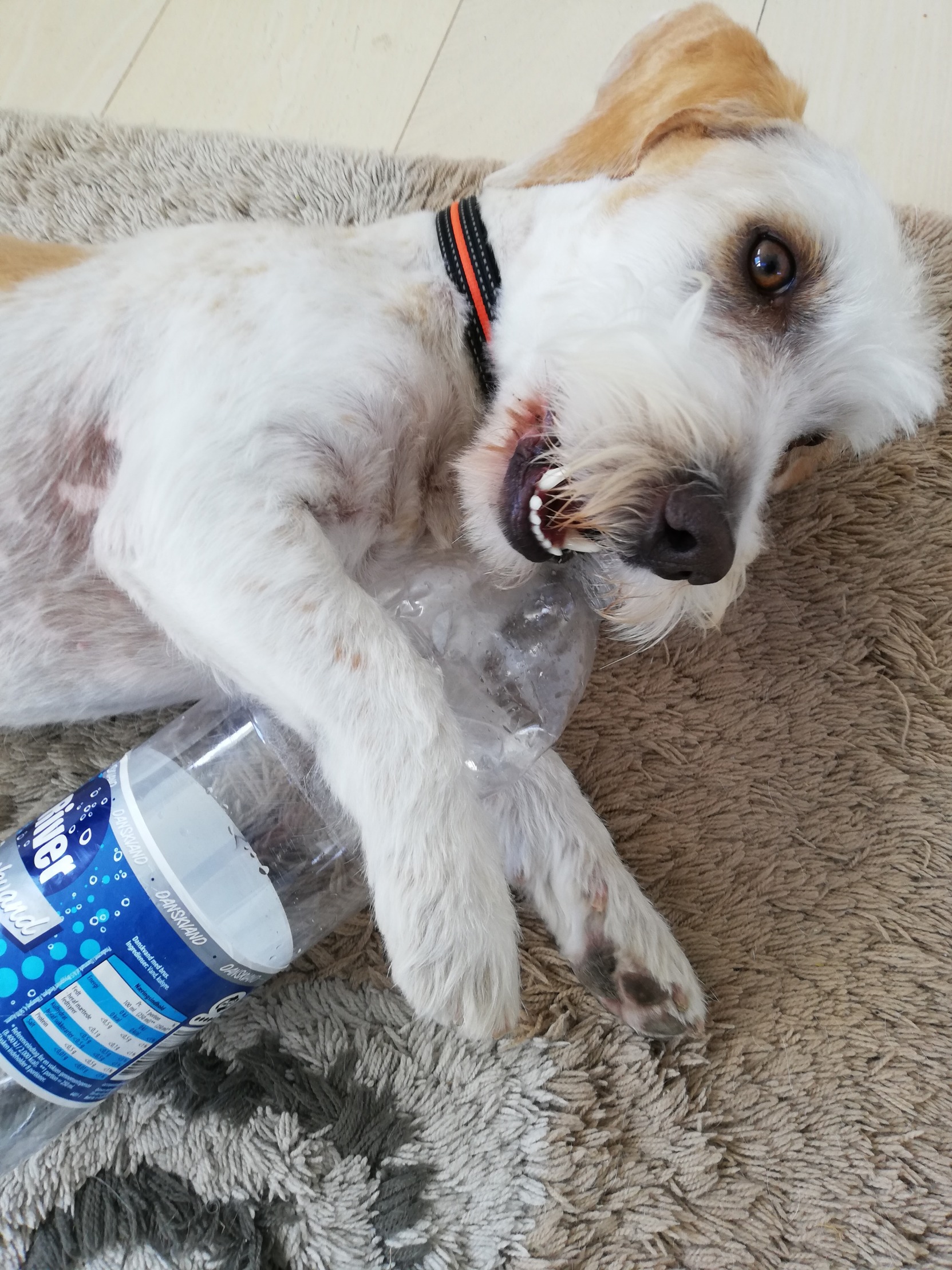 High Quality Ulf chewing a bottle Blank Meme Template