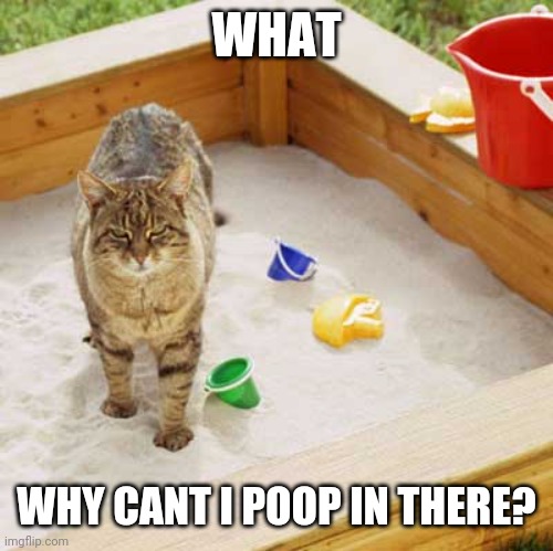 Cat Sandbox | WHAT WHY CANT I POOP IN THERE? | image tagged in cat sandbox | made w/ Imgflip meme maker