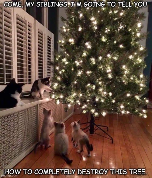 Cats Teaching Younger Cats | COME, MY SIBLINGS. I'M GOING TO TELL YOU; HOW TO COMPLETELY DESTROY THIS TREE. | image tagged in christmas,christmas tree,funny cats,lolcats | made w/ Imgflip meme maker