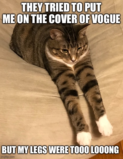  THEY TRIED TO PUT ME ON THE COVER OF VOGUE; BUT MY LEGS WERE TOOO LOOONG | image tagged in cat,cats,legs,vogue,funny cats,leg day | made w/ Imgflip meme maker