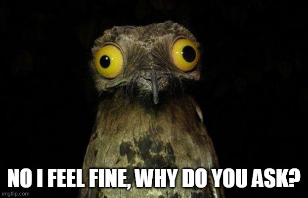 I Feel Fine | NO I FEEL FINE, WHY DO YOU ASK? | image tagged in memes,weird stuff i do potoo | made w/ Imgflip meme maker