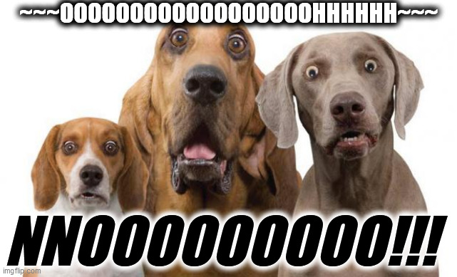 Dogs Surprised | ~~~OOOOOOOOOOOOOOOOOOHHHHHH~~~ NNOOOOOOOOO!!! | image tagged in dogs surprised | made w/ Imgflip meme maker