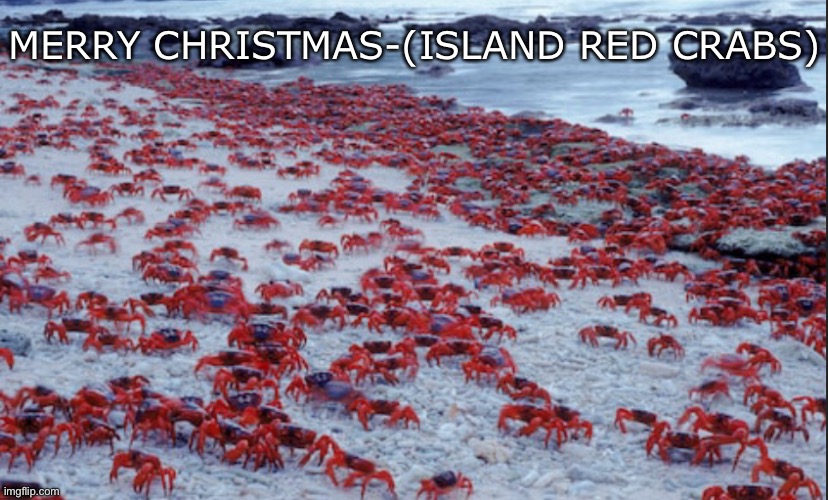 Merry Christmas Island Red Crabs! | MERRY CHRISTMAS-(ISLAND RED CRABS) | image tagged in christmas,christmas island,crabs | made w/ Imgflip meme maker