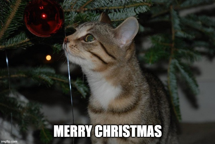 kitty Tinsel | MERRY CHRISTMAS | image tagged in christmas | made w/ Imgflip meme maker