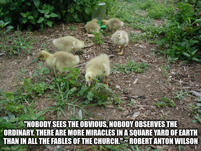 Miracles in Nature | "NOBODY SEES THE OBVIOUS, NOBODY OBSERVES THE ORDINARY. THERE ARE MORE MIRACLES IN A SQUARE YARD OF EARTH THAN IN ALL THE FABLES OF THE CHURCH." ~ ROBERT ANTON WILSON | image tagged in geese,garden,gardening,miracles | made w/ Imgflip meme maker