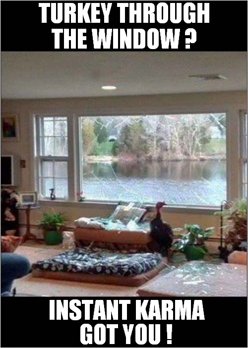 Turkeys Really Can Fly ! | TURKEY THROUGH THE WINDOW ? GOT YOU ! INSTANT KARMA | image tagged in merry christmas,turkey,instant karma,frontpage | made w/ Imgflip meme maker