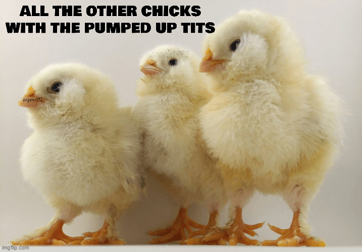 image tagged in chickens,chicks,tits,songs,music,animals | made w/ Imgflip meme maker