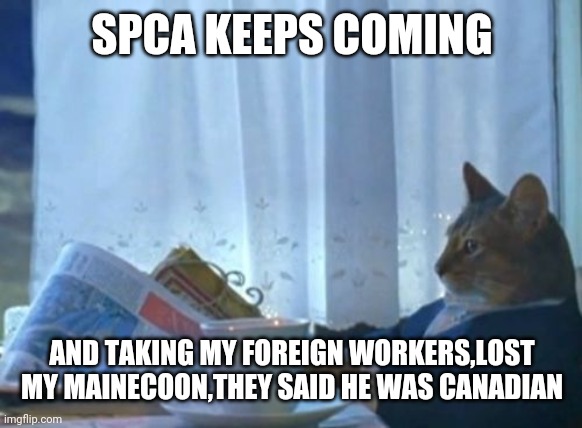 I Should Buy A Boat Cat | SPCA KEEPS COMING; AND TAKING MY FOREIGN WORKERS,LOST MY MAINECOON,THEY SAID HE WAS CANADIAN | image tagged in memes,i should buy a boat cat | made w/ Imgflip meme maker
