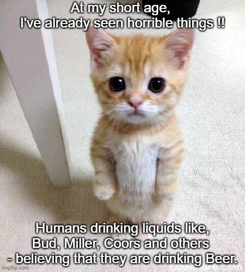 Beer is not automatically beer | At my short age, 
I've already seen horrible things !! Humans drinking liquids like,
Bud, Miller, Coors and others 
- believing that they are drinking Beer. | image tagged in memes,cute cat,funny,beer,horrible,humans | made w/ Imgflip meme maker