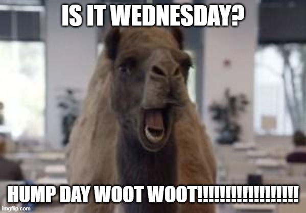 Hump Day Camel | IS IT WEDNESDAY? HUMP DAY WOOT WOOT!!!!!!!!!!!!!!!!!! | image tagged in hump day camel | made w/ Imgflip meme maker