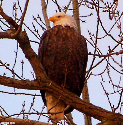 eagle at lock and dam 14 on the mississippi river | image tagged in eagle,dam 14 | made w/ Imgflip meme maker