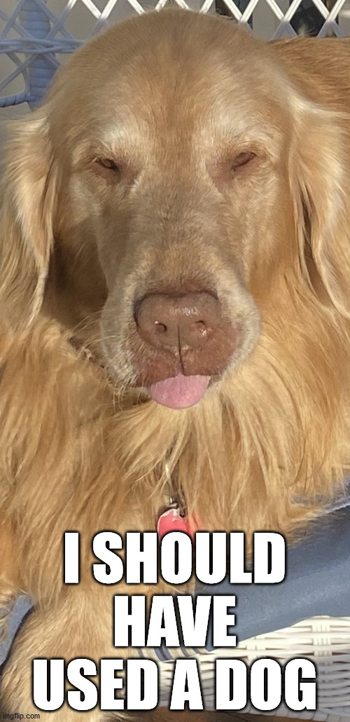 Sassy Dog | I SHOULD HAVE USED A DOG | image tagged in sassy dog | made w/ Imgflip meme maker