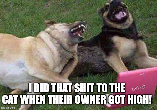 Dogs laughting | I DID THAT SHIT TO THE CAT WHEN THEIR OWNER GOT HIGH! | image tagged in dogs laughting | made w/ Imgflip meme maker