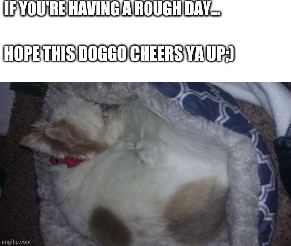 Cheer up dogg | IF YOU'RE HAVING A ROUGH DAY... HOPE THIS DOGGO CHEERS YA UP;) | image tagged in doggo woggo | made w/ Imgflip meme maker