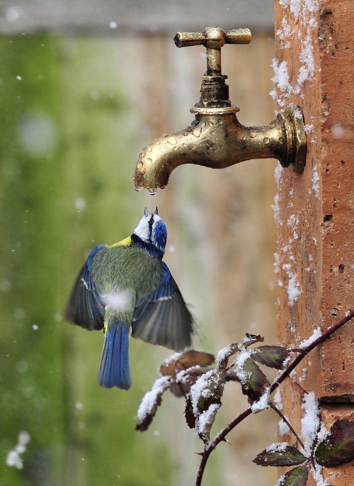 The Last Drop. Photo credit: Jose Luis Rodriguez | image tagged in awesome,pics,photography | made w/ Imgflip meme maker