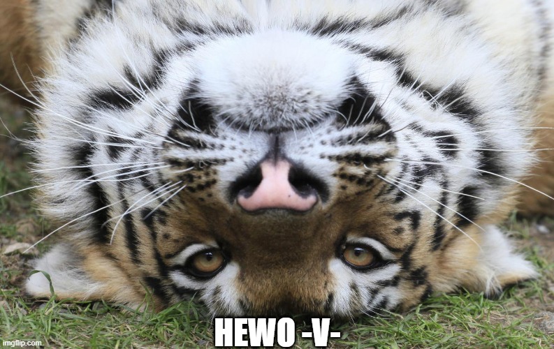 WYD Tiger | HEWO -V- | image tagged in wyd tiger | made w/ Imgflip meme maker