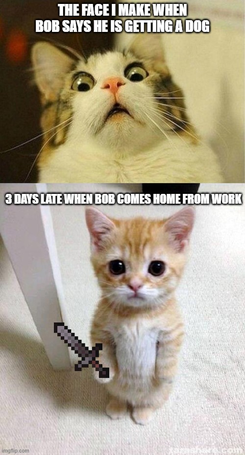 THE FACE I MAKE WHEN BOB SAYS HE IS GETTING A DOG; 3 DAYS LATE WHEN BOB COMES HOME FROM WORK | image tagged in memes,scared cat,cute cat | made w/ Imgflip meme maker