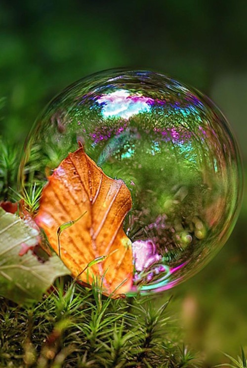 Leaf In a Bubble | image tagged in awesome,pics,photography | made w/ Imgflip meme maker