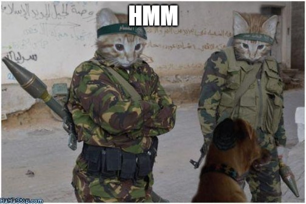 Soldier cats | HMM | image tagged in soldier cats | made w/ Imgflip meme maker