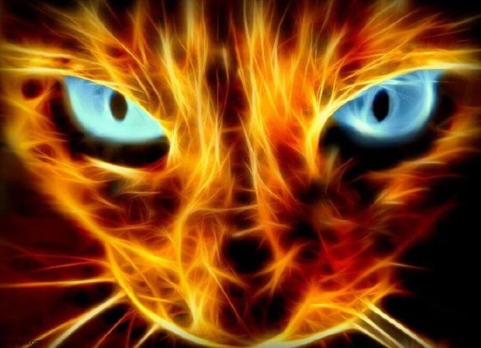 Flaming cat | made w/ Imgflip meme maker
