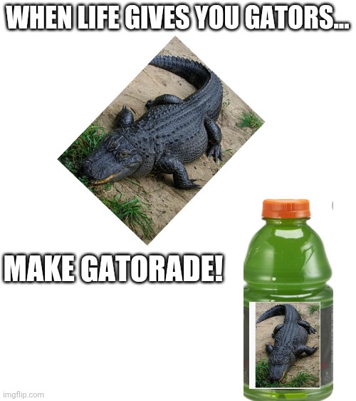 Blank White Template | WHEN LIFE GIVES YOU GATORS... MAKE GATORADE! | image tagged in blank white template | made w/ Imgflip meme maker