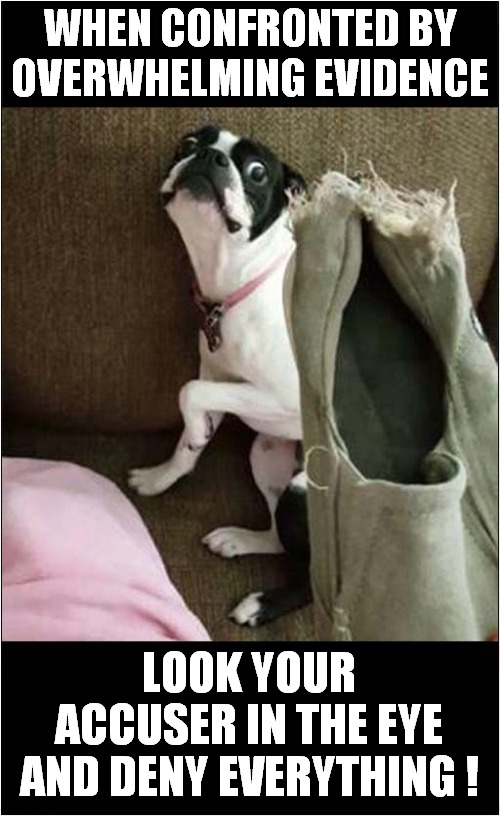 It Wasn't Me ! | WHEN CONFRONTED BY OVERWHELMING EVIDENCE; LOOK YOUR ACCUSER IN THE EYE AND DENY EVERYTHING ! | image tagged in dogs,destruction,denial,frontpage | made w/ Imgflip meme maker