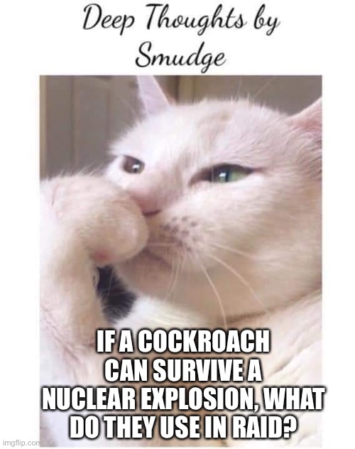 Deep thoughts by smudge | IF A COCKROACH CAN SURVIVE A NUCLEAR EXPLOSION, WHAT DO THEY USE IN RAID? | image tagged in deep-thoughts-by-smudge | made w/ Imgflip meme maker