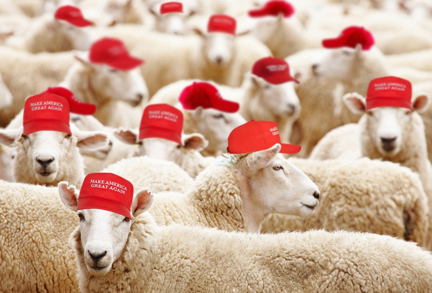 High Quality Trump MAGA sheep Blank Meme Template