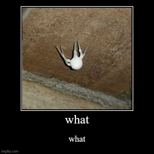 what | image tagged in what | made w/ Imgflip demotivational maker