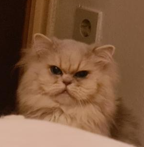 Grumpy Goldcat Blank Meme Template