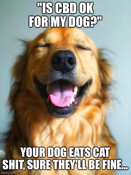 Happy Dog | "IS CBD OK FOR MY DOG?"; YOUR DOG EATS CAT SHIT, SURE THEY'LL BE FINE... | image tagged in dogs,dog,cbd,medical marijuana,high | made w/ Imgflip meme maker