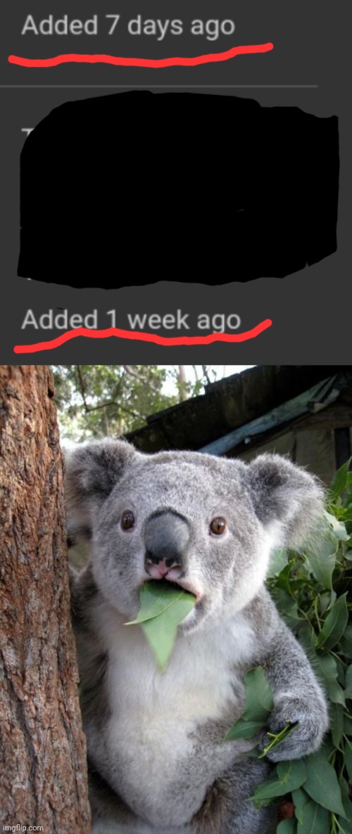 I didn't do the koala on purpose | image tagged in memes,surprised koala | made w/ Imgflip meme maker