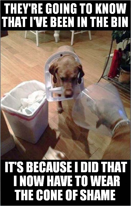 Crime And Punishment For Dogs ? | THEY'RE GOING TO KNOW THAT I'VE BEEN IN THE BIN; IT'S BECAUSE I DID THAT; I NOW HAVE TO WEAR; THE CONE OF SHAME | image tagged in dogs,crime,punishment,frontpage | made w/ Imgflip meme maker